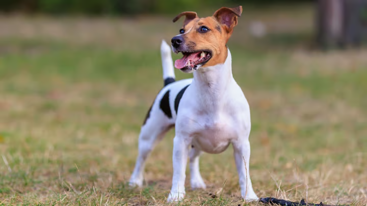 Jack Russel