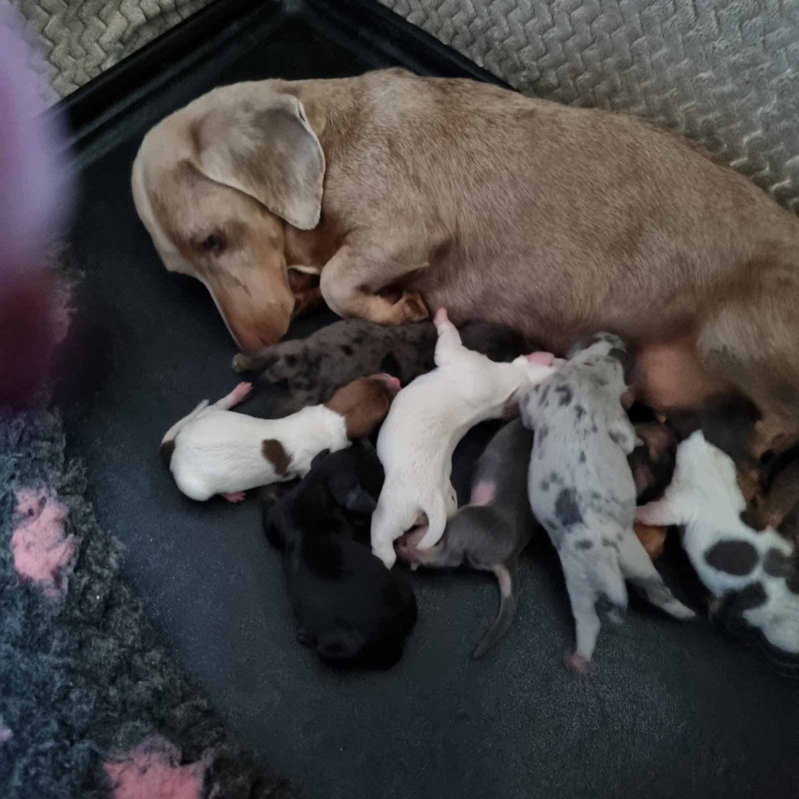 Lexi als puppy bij haar moeder